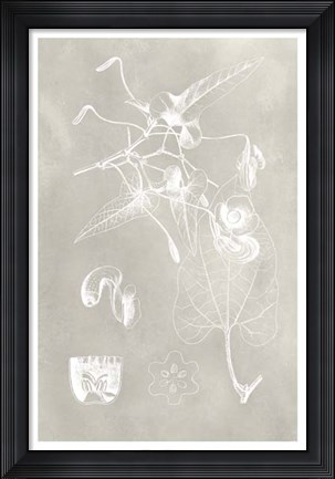 Framed Botanical Schematic I Print
