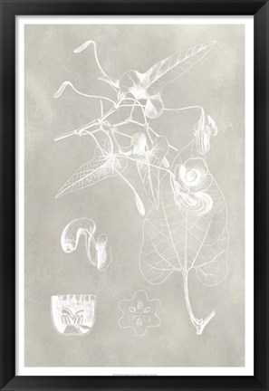 Framed Botanical Schematic I Print