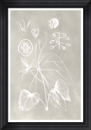 Framed Botanical Schematic II Print