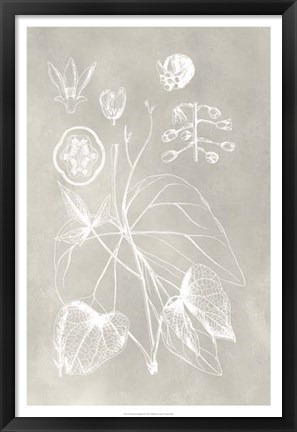 Framed Botanical Schematic II Print