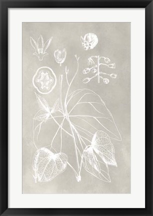 Framed Botanical Schematic II Print