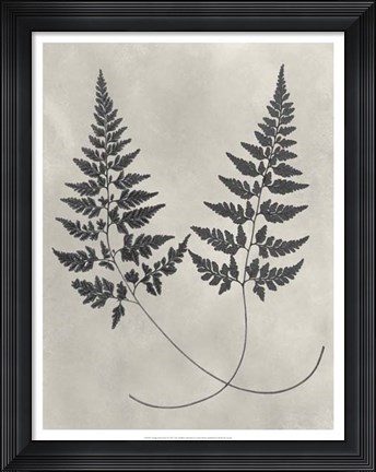 Framed Vintage Fern Study I Print