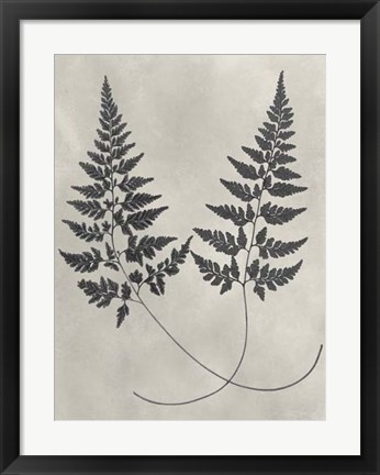 Framed Vintage Fern Study I Print