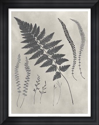 Framed Vintage Fern Study II Print