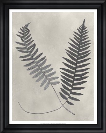 Framed Vintage Fern Study III Print