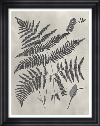 Framed Vintage Fern Study IV Print