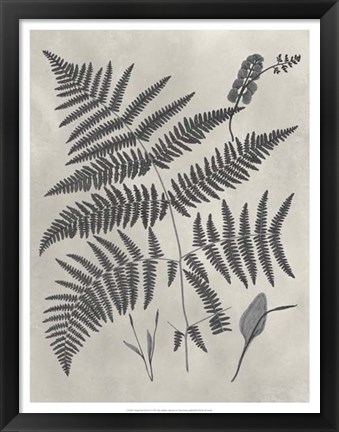 Framed Vintage Fern Study IV Print