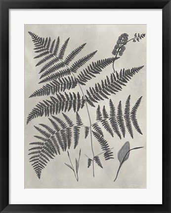 Framed Vintage Fern Study IV Print