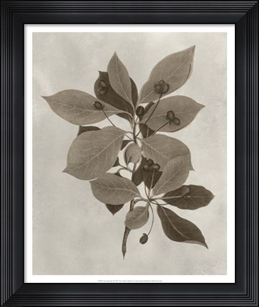 Framed Arbor Specimen I Print
