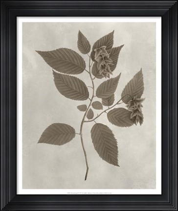 Framed Arbor Specimen II Print