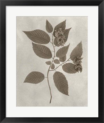 Framed Arbor Specimen II Print