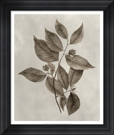 Framed Arbor Specimen III Print