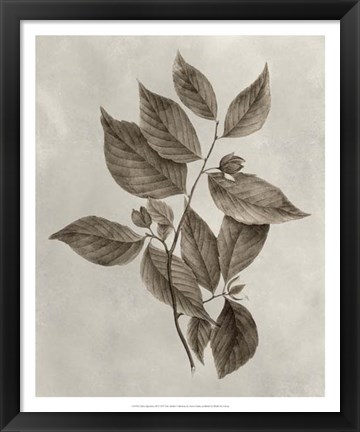 Framed Arbor Specimen III Print