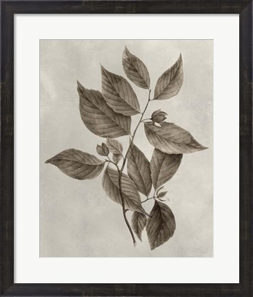 Framed Arbor Specimen III Print