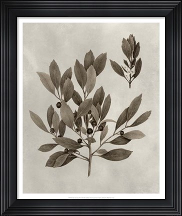 Framed Arbor Specimen IV Print