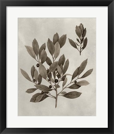 Framed Arbor Specimen IV Print
