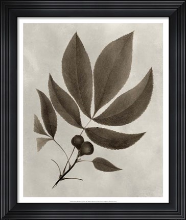 Framed Arbor Specimen V Print