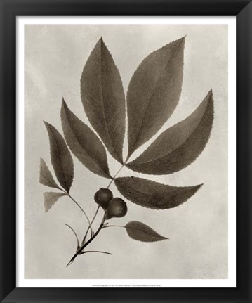Framed Arbor Specimen V Print