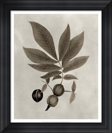 Framed Arbor Specimen VI Print
