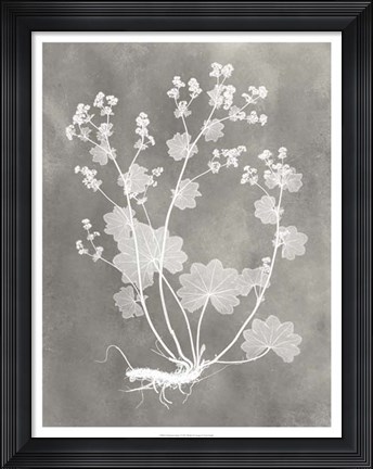 Framed Herbarium Study I Print