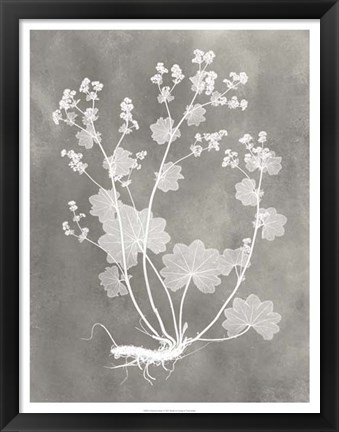 Framed Herbarium Study I Print