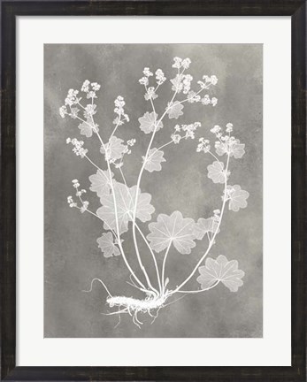 Framed Herbarium Study I Print