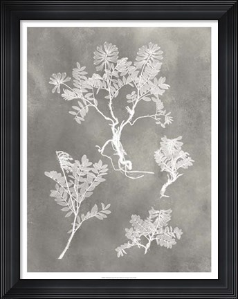 Framed Herbarium Study II Print