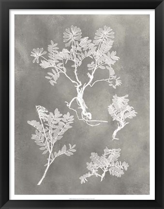 Framed Herbarium Study II Print