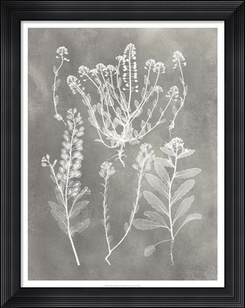 Framed Herbarium Study III Print