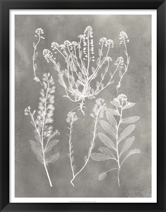 Framed Herbarium Study III Print