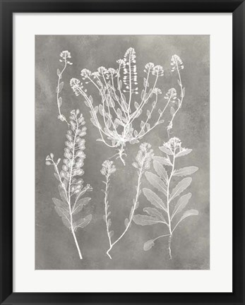 Framed Herbarium Study III Print