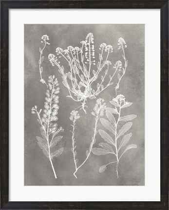 Framed Herbarium Study III Print