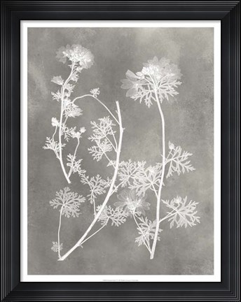 Framed Herbarium Study IV Print