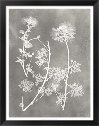 Framed Herbarium Study IV Print