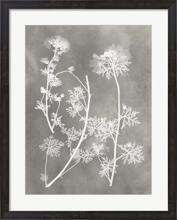 Framed Herbarium Study IV Print