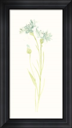 Framed Cornflower Study I Print