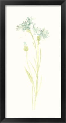 Framed Cornflower Study I Print