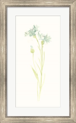 Framed Cornflower Study I Print
