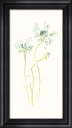 Framed Cornflower Study II Print