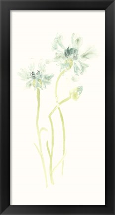 Framed Cornflower Study II Print