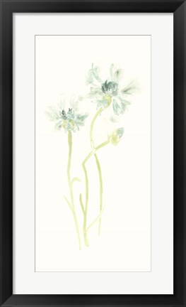 Framed Cornflower Study II Print