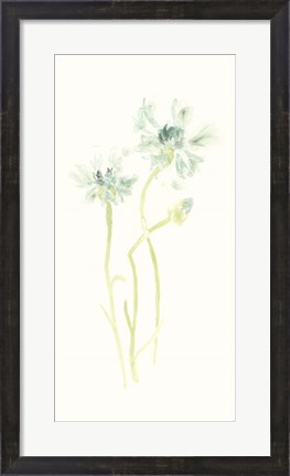 Framed Cornflower Study II Print