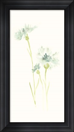 Framed Cornflower Study III Print
