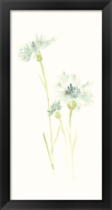 Framed Cornflower Study III Print