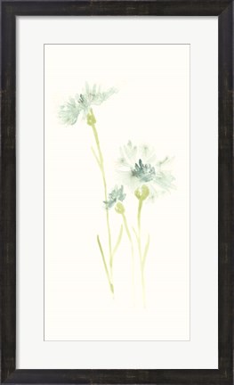 Framed Cornflower Study III Print