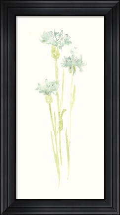 Framed Cornflower Study IV Print