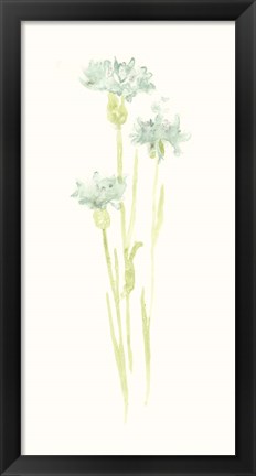 Framed Cornflower Study IV Print