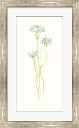 Framed Cornflower Study IV Print