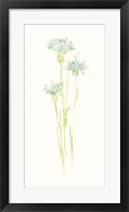 Framed Cornflower Study IV Print