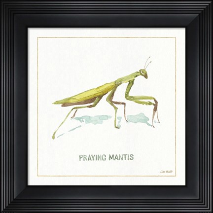 Framed My Greenhouse Praying  Mantis Print